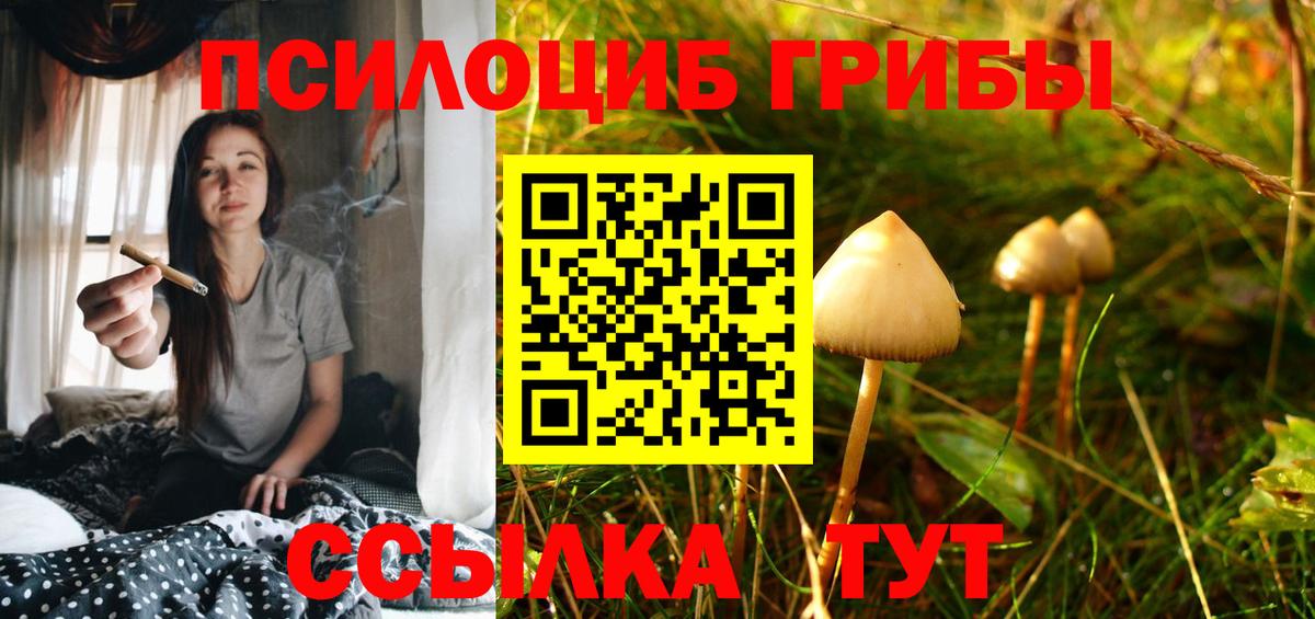Галлюциногенные грибы Psilocybe Кудрово